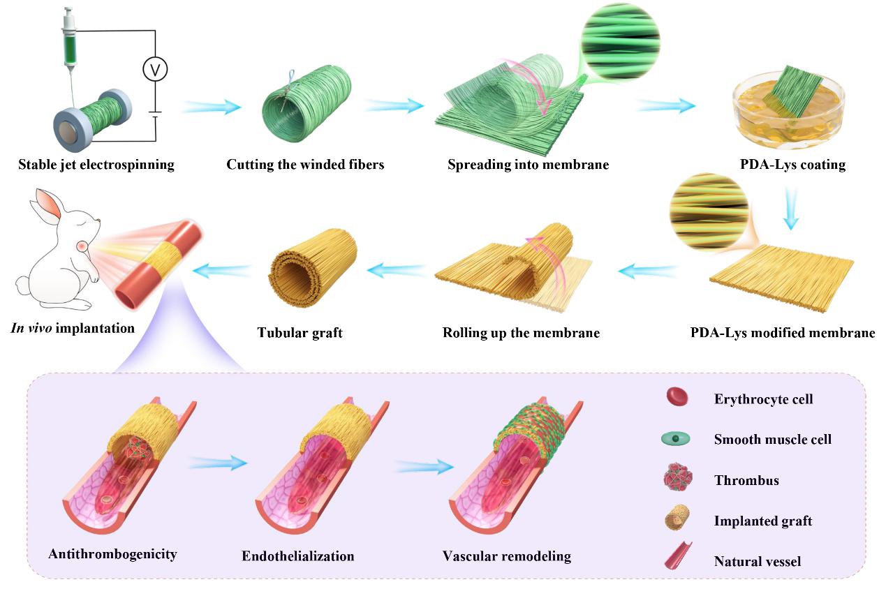 相关研究成果以"赖氨酸介导聚多巴胺功能修饰电纺取向纤维基血管支架